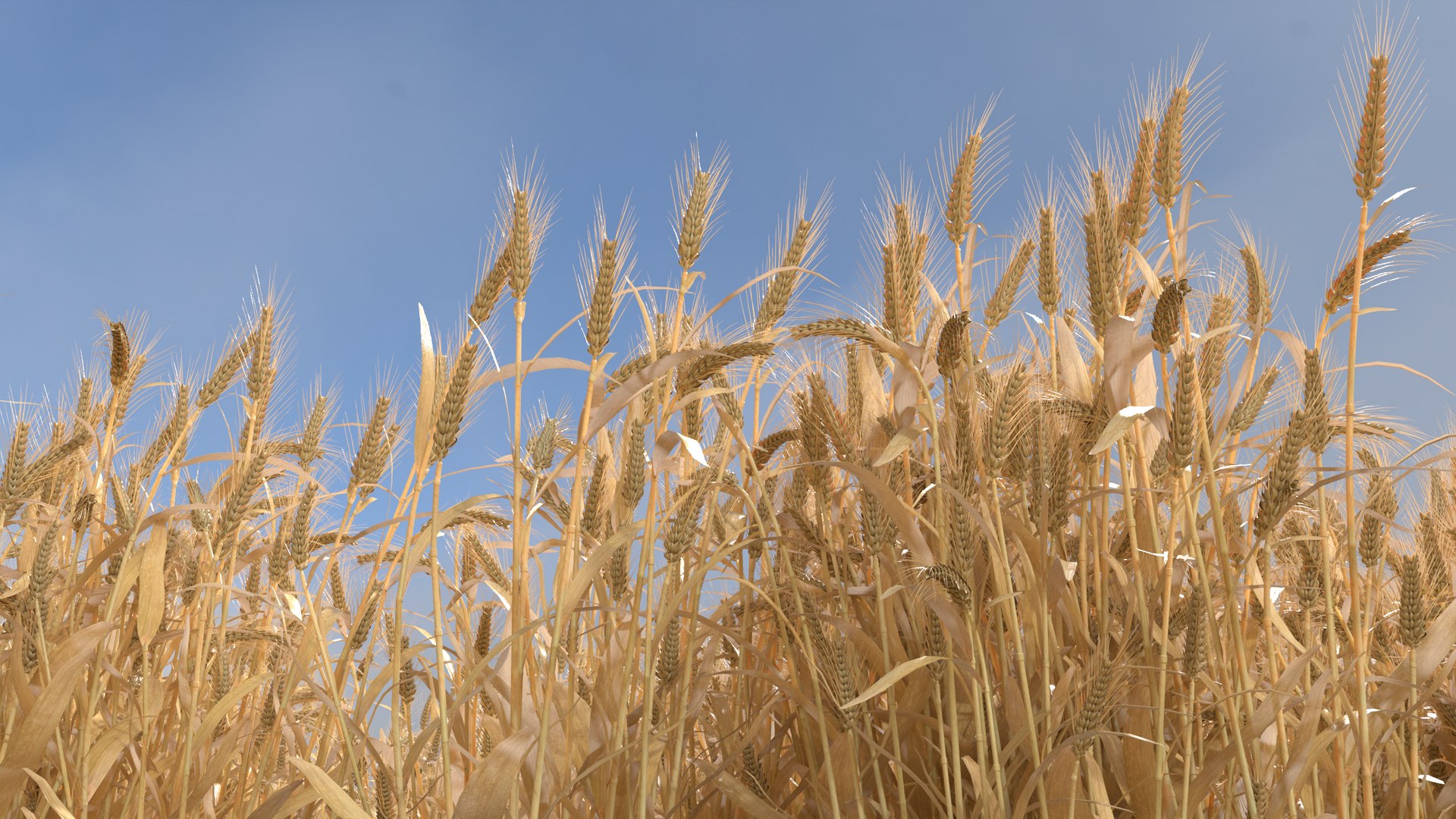 Wheat dried field model https://p.turbosquid.com/ts-thumb/fz/ZW5P6C/4B/5/png/1747546631/1920x1080/fit_q87/17c652710d178aa1bf0305b0a7cdaa24dfc80dfd/5.jpg