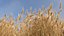 Wheat dried field