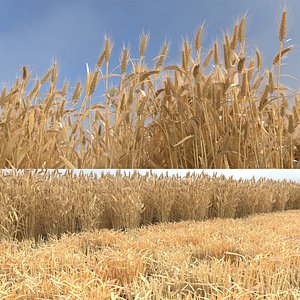 Wheat dried field model