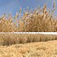 Wheat dried field