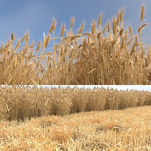 Wheat dried field