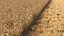 Wheat dried field