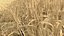Wheat dried field