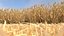 Wheat dried field