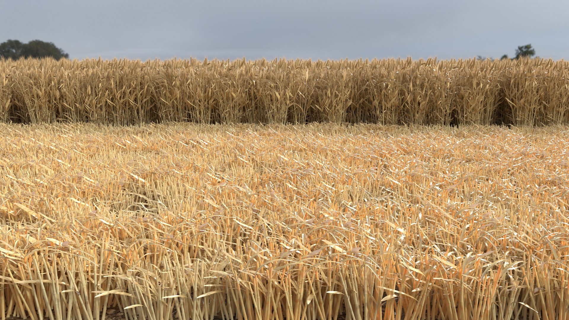 Wheat dried field model https://p.turbosquid.com/ts-thumb/fz/ZW5P6C/SD/7/png/1747546634/1920x1080/fit_q87/635c958001df8dd52cb4ff8b60287598c6bfd949/7.jpg