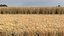 Wheat dried field