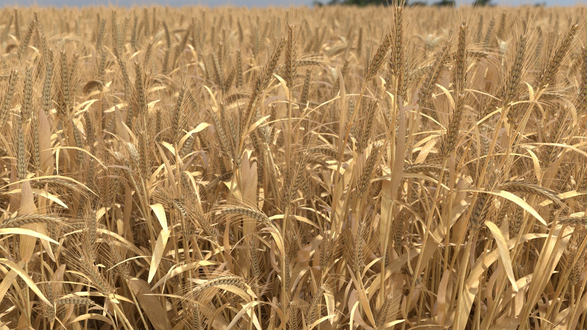 Wheat dried field model https://p.turbosquid.com/ts-thumb/fz/ZW5P6C/Sp/9/png/1747546637/1920x1080/fit_q87/7ab7fe65216f2d0d2269a13131732177fd24a1b6/9.jpg