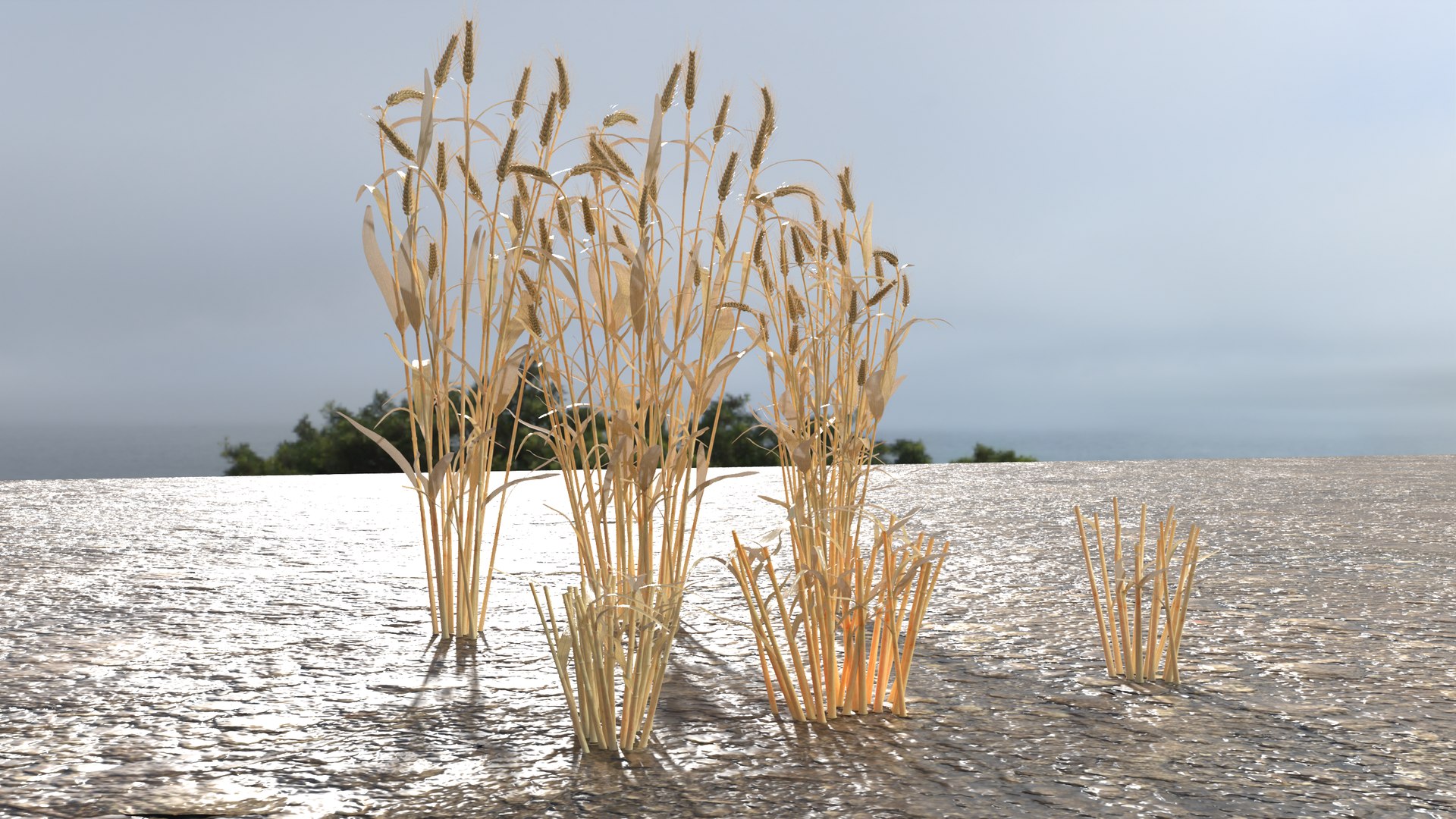 Wheat dried field model https://p.turbosquid.com/ts-thumb/fz/ZW5P6C/Tg/11/png/1747546644/1920x1080/fit_q87/6bbe46343d59a51225adb497632bb00b5c263981/11.jpg