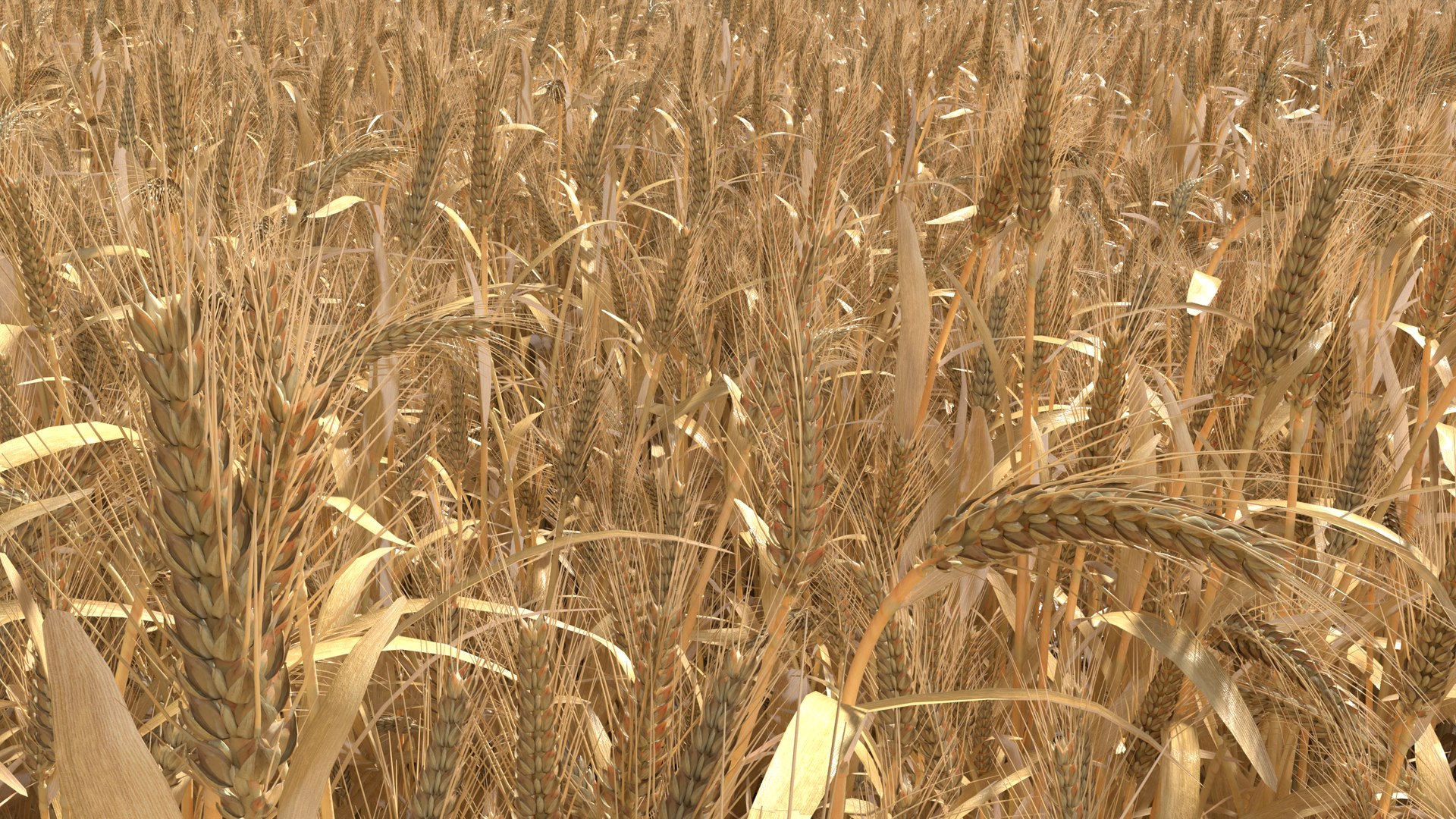 Wheat dried field model https://p.turbosquid.com/ts-thumb/fz/ZW5P6C/XO/4/png/1747546627/1920x1080/fit_q87/260bc9662d3f93974015d38f6c479de43508befa/4.jpg