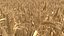Wheat dried field