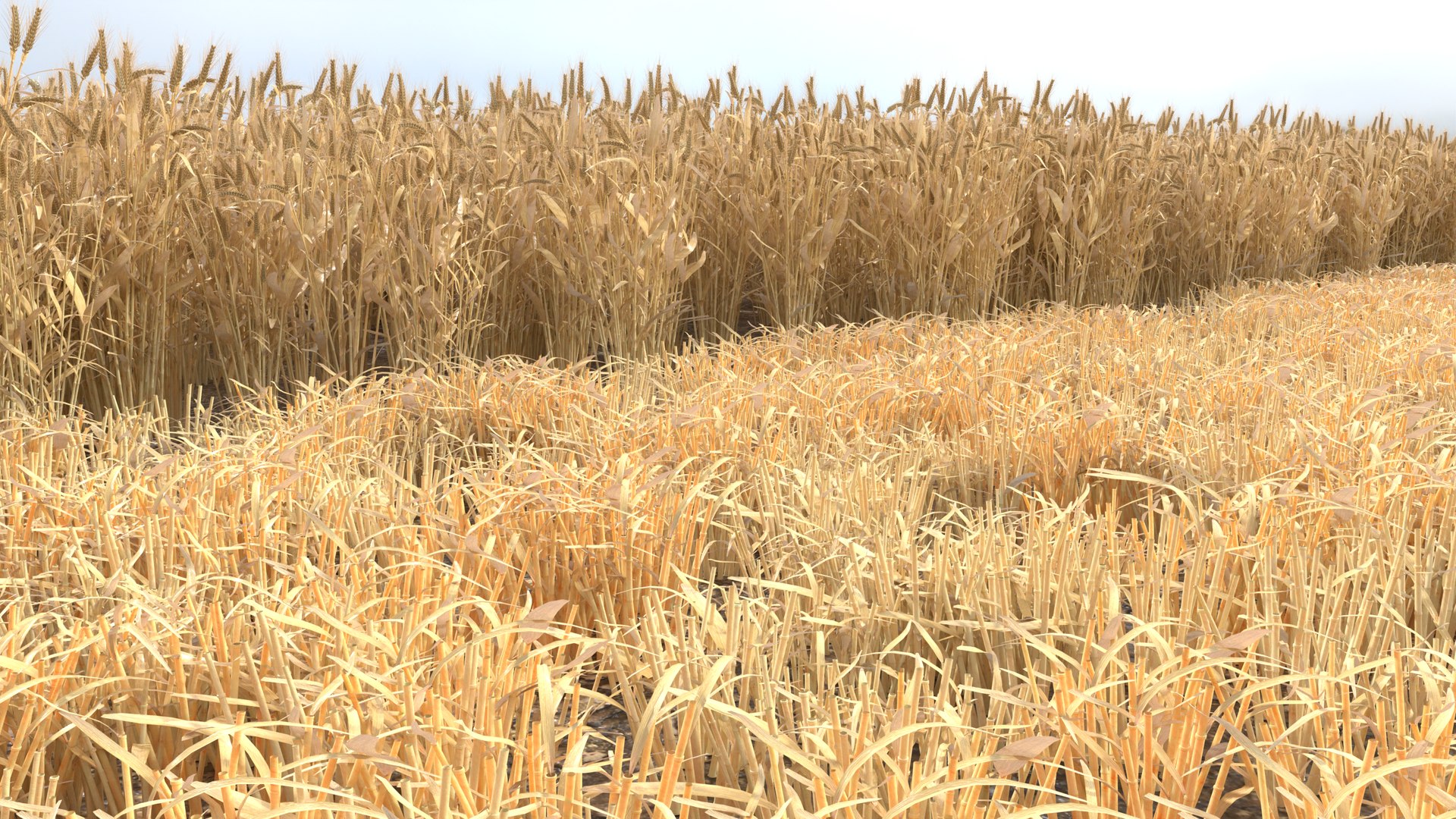 Wheat dried field model https://p.turbosquid.com/ts-thumb/fz/ZW5P6C/Z3/3/png/1747546625/1920x1080/fit_q87/02b350cd79c70f92e0081008400f5fa8b8012d52/3.jpg