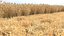 Wheat dried field