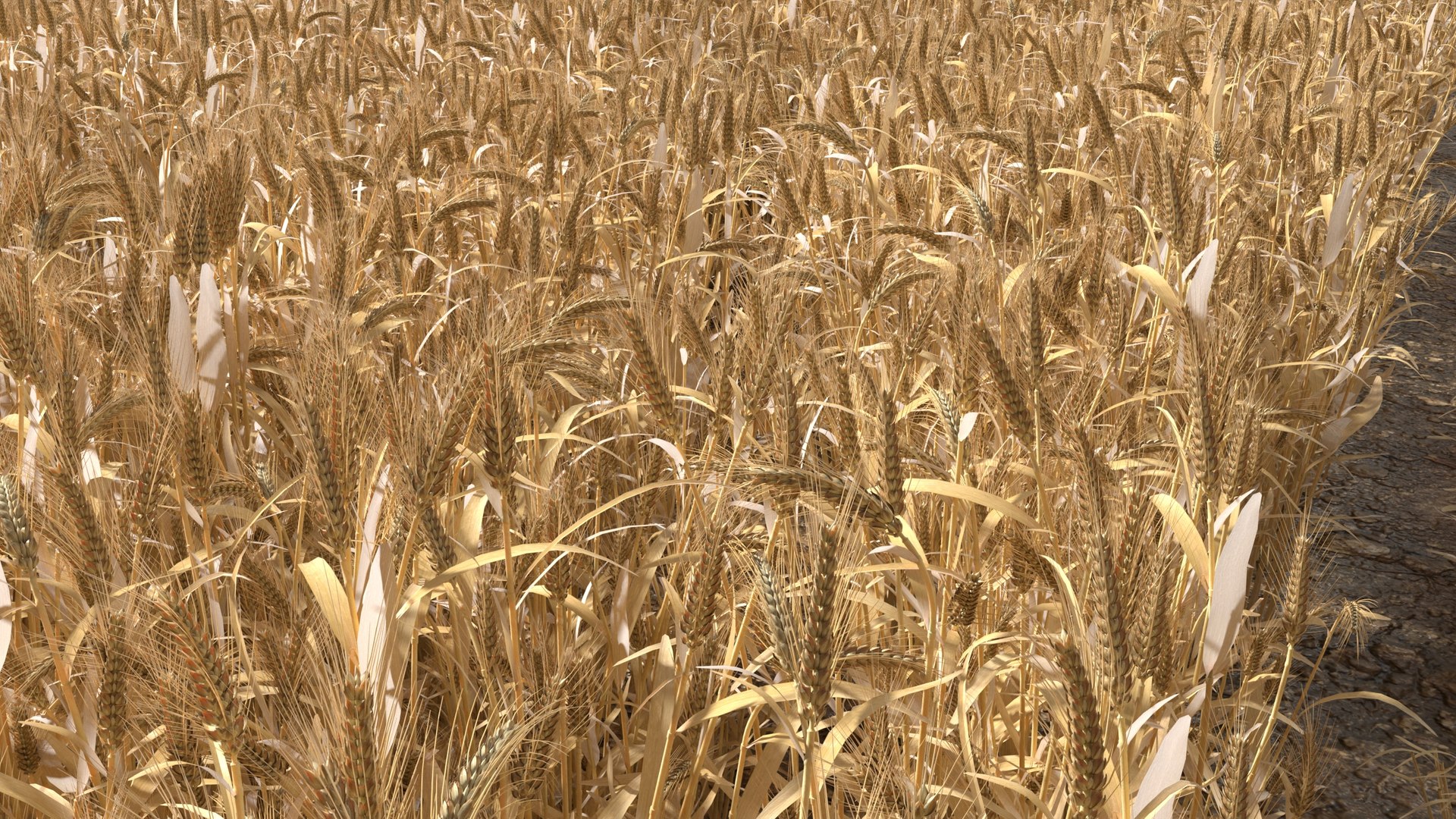 Wheat dried field model https://p.turbosquid.com/ts-thumb/fz/ZW5P6C/uS/2/jpg/1747546605/1920x1080/fit_q87/d04fd515fa2d9214fd0485d6839792487ea5db17/2.jpg