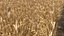 Wheat dried field