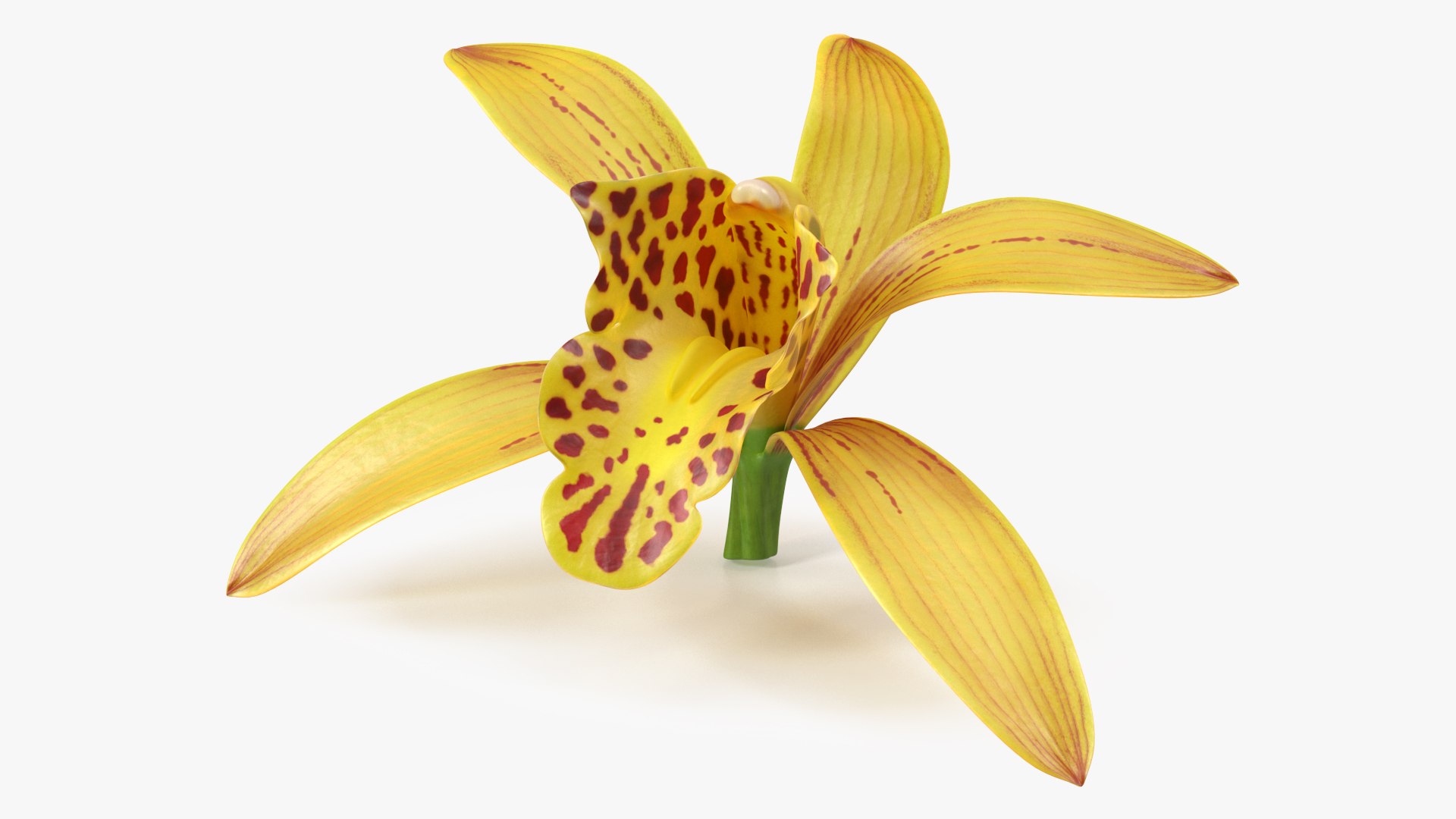 Cymbidium Orchid Flower Yellow 3D model preview