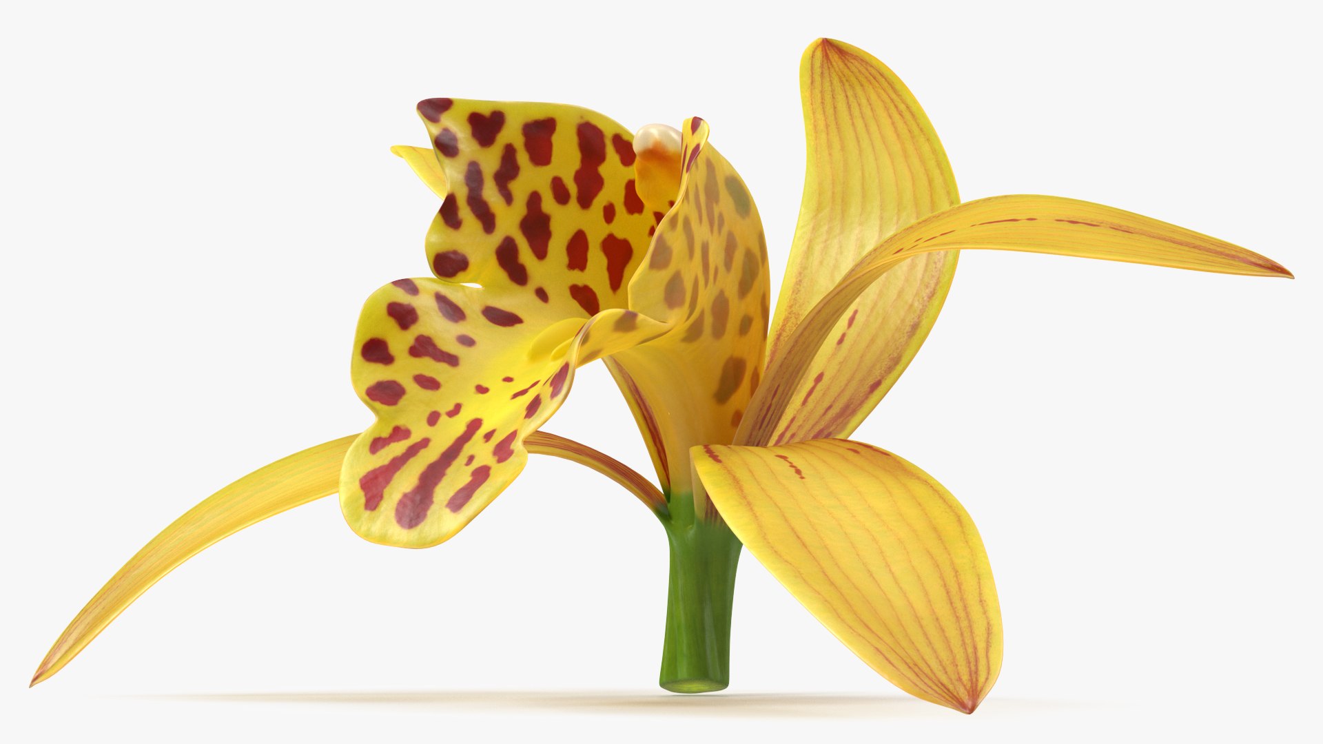 3D Cymbidium Orchid Flower Yellow model https://p.turbosquid.com/ts-thumb/fz/bvs5IW/6M/cymbidiumorchidfloweryellow3dmodel005/jpg/1637774282/1920x1080/fit_q87/98d5887e7357b453d2e9197048a04b9d89ef3a79/cymbidiumorchidfloweryellow3dmodel005.jpg