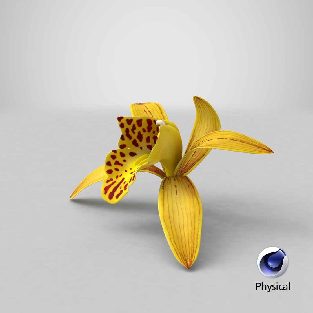 3D Cymbidium Orchid Flower Yellow model https://p.turbosquid.com/ts-thumb/fz/bvs5IW/6c/stemcell_cinema_4d_physical_render/png/1643817161/1920x1080/fit_q87/81f3539938d2795ae7378fe21cec0cb5df173ce6/stemcell_cinema_4d_physical_render.jpg