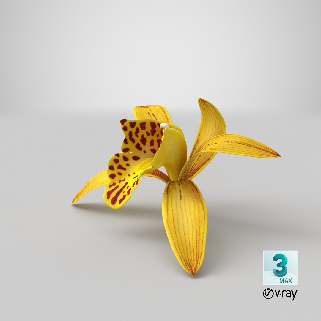 3D Cymbidium Orchid Flower Yellow model https://p.turbosquid.com/ts-thumb/fz/bvs5IW/7B/stemcell_max_vray_render/png/1643817169/1920x1080/fit_q87/cf8bc47b4234dd5cd88eaa18c3806215cf47ead5/stemcell_max_vray_render.jpg