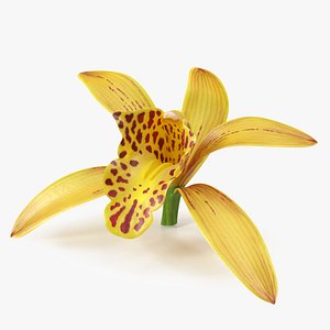 3D Cymbidium Orchid Flower Yellow model