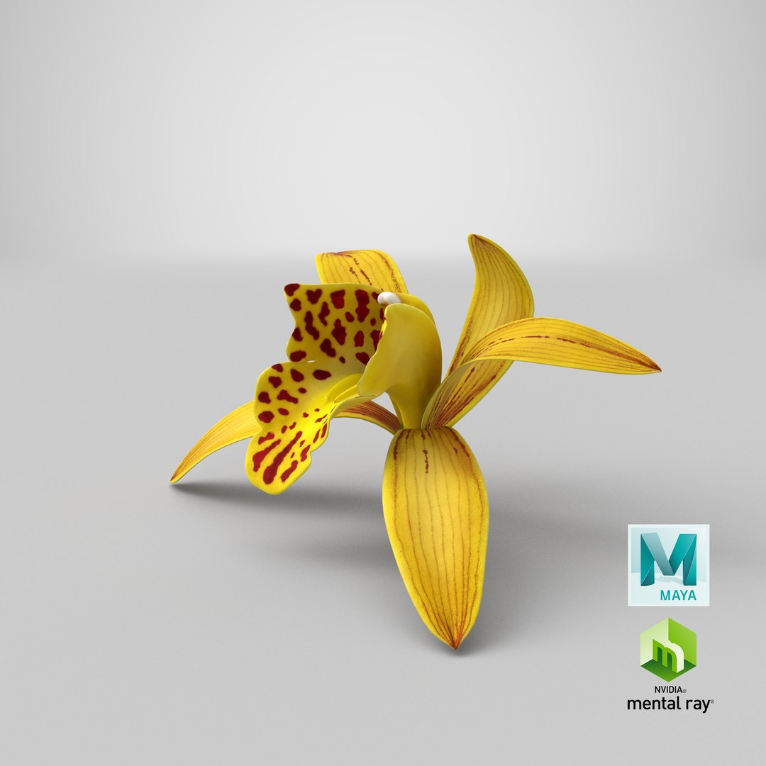 3D Cymbidium Orchid Flower Yellow model https://p.turbosquid.com/ts-thumb/fz/bvs5IW/RL/stemcell_maya_mental_ray_render/png/1643817171/1920x1080/fit_q87/41e314cdc7d5048f747cc5e53b3802c5b1732b36/stemcell_maya_mental_ray_render.jpg