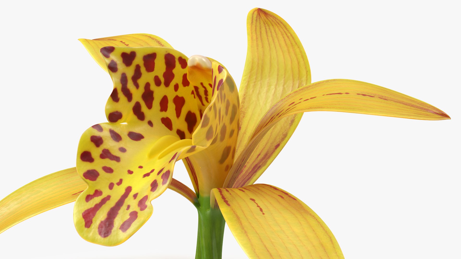 3D Cymbidium Orchid Flower Yellow model https://p.turbosquid.com/ts-thumb/fz/bvs5IW/RN/cymbidiumorchidfloweryellow3dmodel007/jpg/1637774288/1920x1080/fit_q87/48c3e7d7de234b6d72232ca9ead71c929da8a891/cymbidiumorchidfloweryellow3dmodel007.jpg