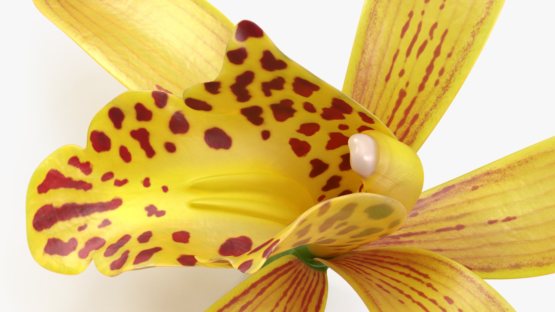 3D Cymbidium Orchid Flower Yellow model https://p.turbosquid.com/ts-thumb/fz/bvs5IW/Sj/cymbidiumorchidfloweryellow3dmodel010/jpg/1637774297/1920x1080/fit_q87/ec37674bbe1ca04e0524f57d23eb037d888b7015/cymbidiumorchidfloweryellow3dmodel010.jpg