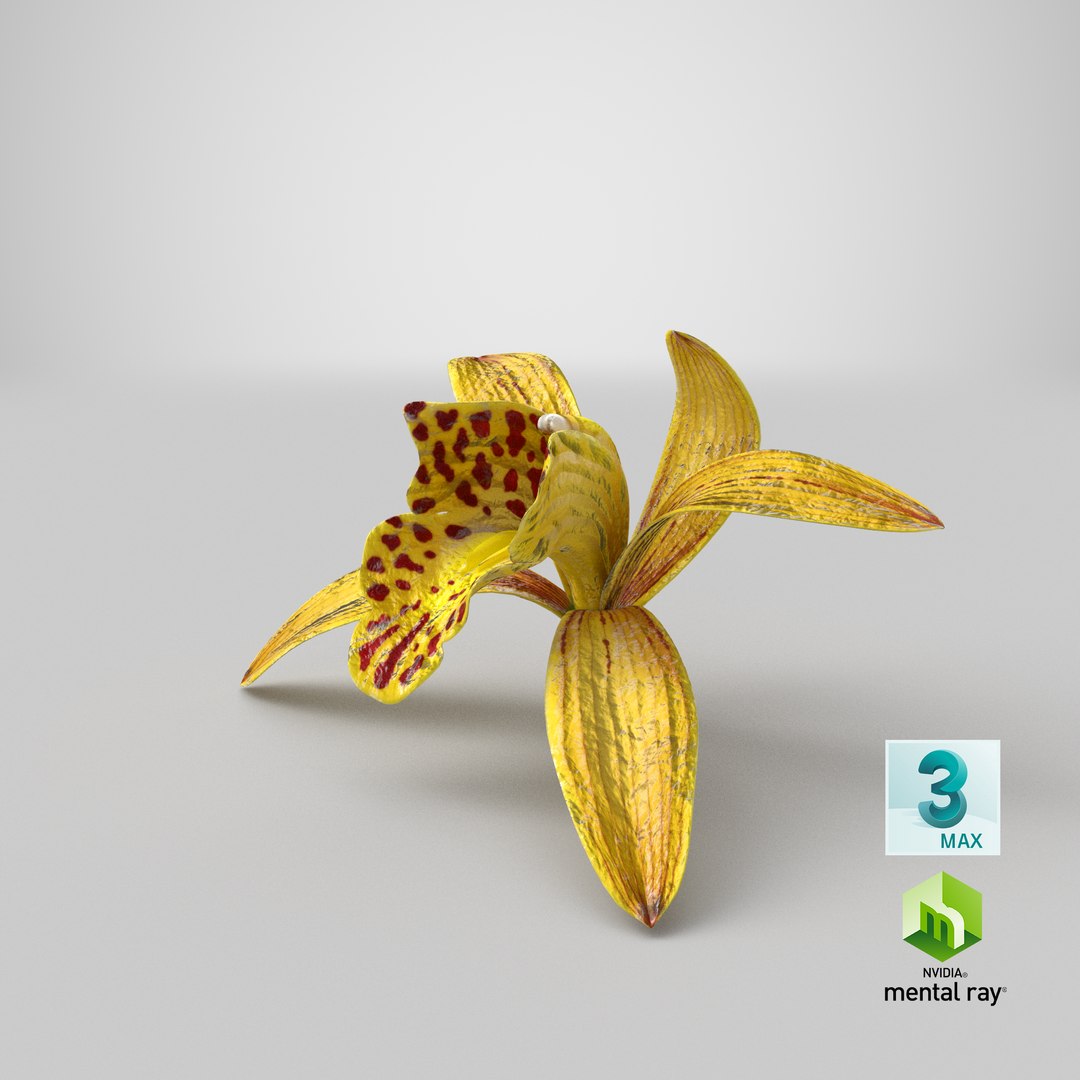3D Cymbidium Orchid Flower Yellow model https://p.turbosquid.com/ts-thumb/fz/bvs5IW/Tb/stemcell_max_mental_ray_render/png/1643817168/1920x1080/fit_q87/ab838dd0fc67c1378e441d7e53ab371290e9e6af/stemcell_max_mental_ray_render.jpg