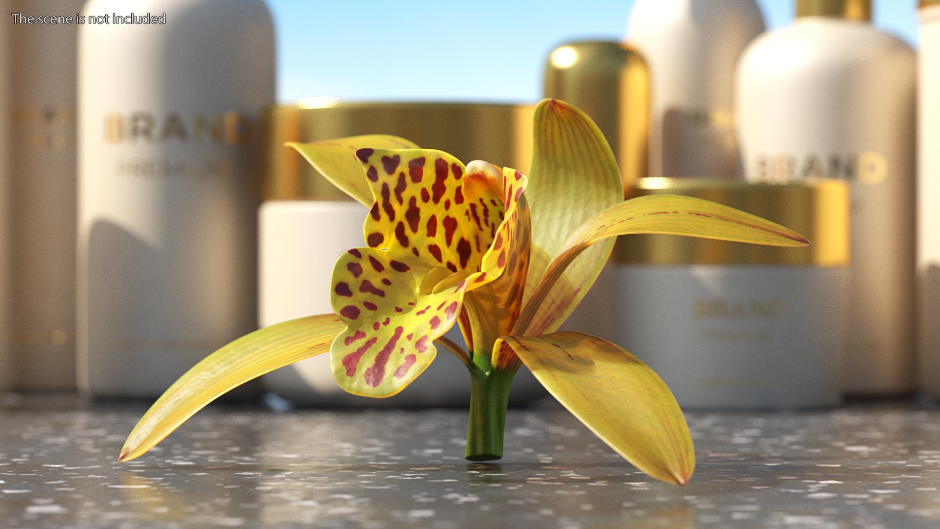 3D Cymbidium Orchid Flower Yellow model https://p.turbosquid.com/ts-thumb/fz/bvs5IW/Tj/cymbidiumorchidfloweryellow3dmodel002/jpg/1637774273/1920x1080/fit_q87/92a403aad577786e401f1f6eb3300e99f928732a/cymbidiumorchidfloweryellow3dmodel002.jpg