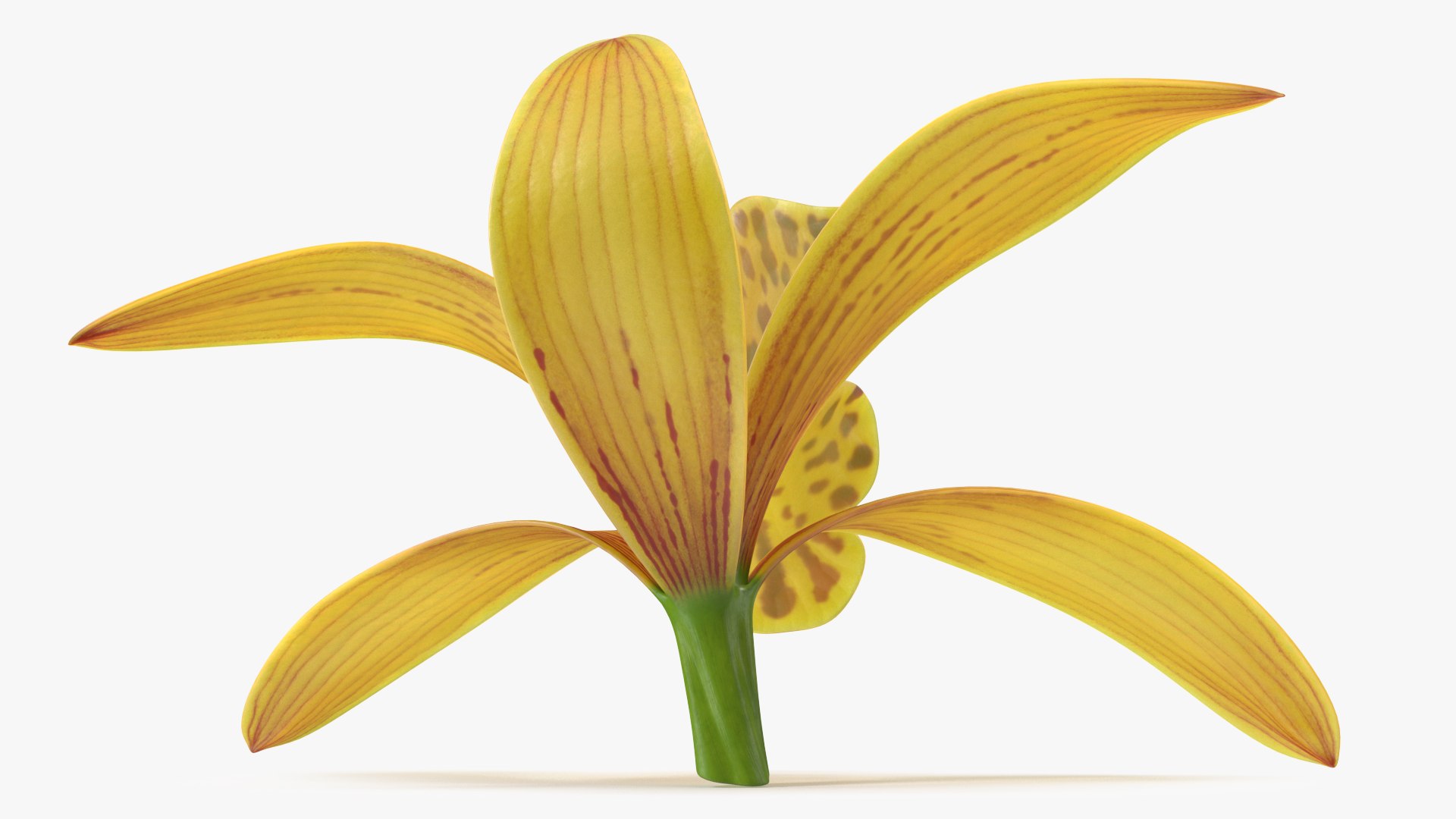 3D Cymbidium Orchid Flower Yellow model https://p.turbosquid.com/ts-thumb/fz/bvs5IW/Uz/cymbidiumorchidfloweryellow3dmodel006/jpg/1637774285/1920x1080/fit_q87/178a12454323f0d9597285672400d3e68caff604/cymbidiumorchidfloweryellow3dmodel006.jpg