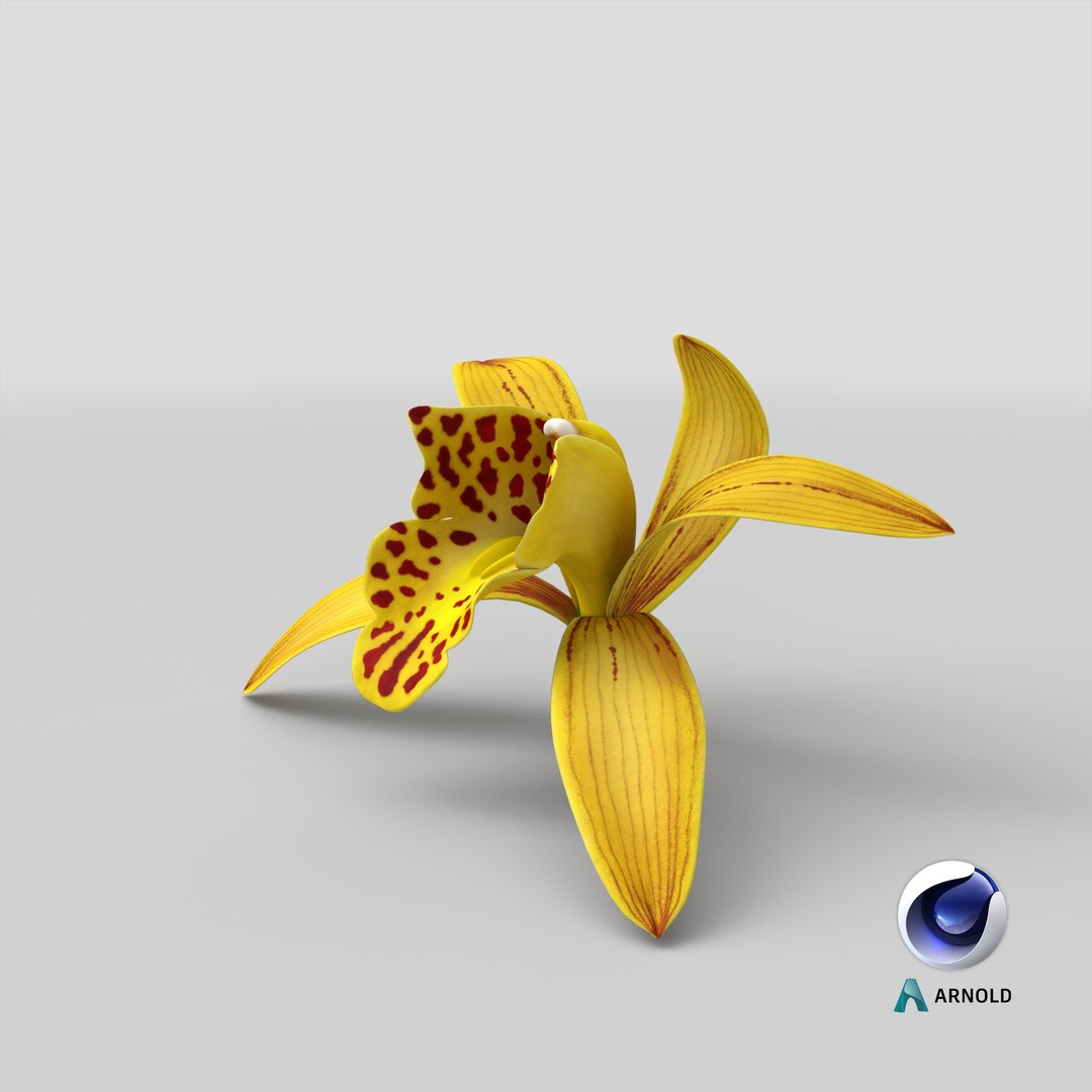 3D Cymbidium Orchid Flower Yellow model https://p.turbosquid.com/ts-thumb/fz/bvs5IW/Xg/stemcell_cinema_4d_arnold_render/png/1643817163/1920x1080/fit_q87/4ecff19d53cab99484de72de29581703d3811042/stemcell_cinema_4d_arnold_render.jpg