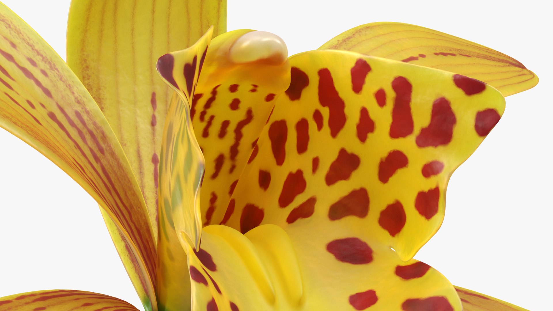 3D Cymbidium Orchid Flower Yellow model https://p.turbosquid.com/ts-thumb/fz/bvs5IW/Y5/cymbidiumorchidfloweryellow3dmodel012/jpg/1637774303/1920x1080/fit_q87/f3b1c8a4e9903711b313d0ac6bdd528e2e41dbbc/cymbidiumorchidfloweryellow3dmodel012.jpg