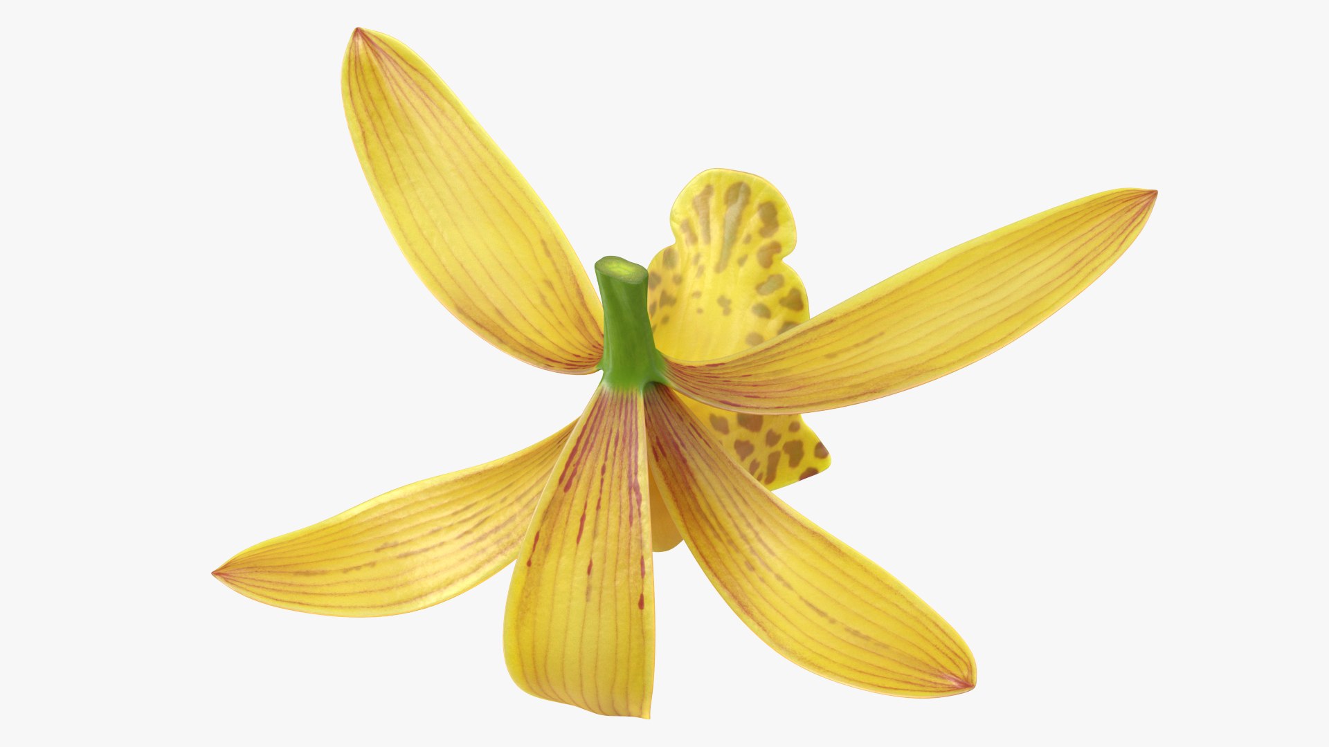 3D Cymbidium Orchid Flower Yellow model https://p.turbosquid.com/ts-thumb/fz/bvs5IW/Zj/cymbidiumorchidfloweryellow3dmodel008/jpg/1637774291/1920x1080/fit_q87/f8cc87118b06eaf31238b0e796bdf02ec05ef32c/cymbidiumorchidfloweryellow3dmodel008.jpg
