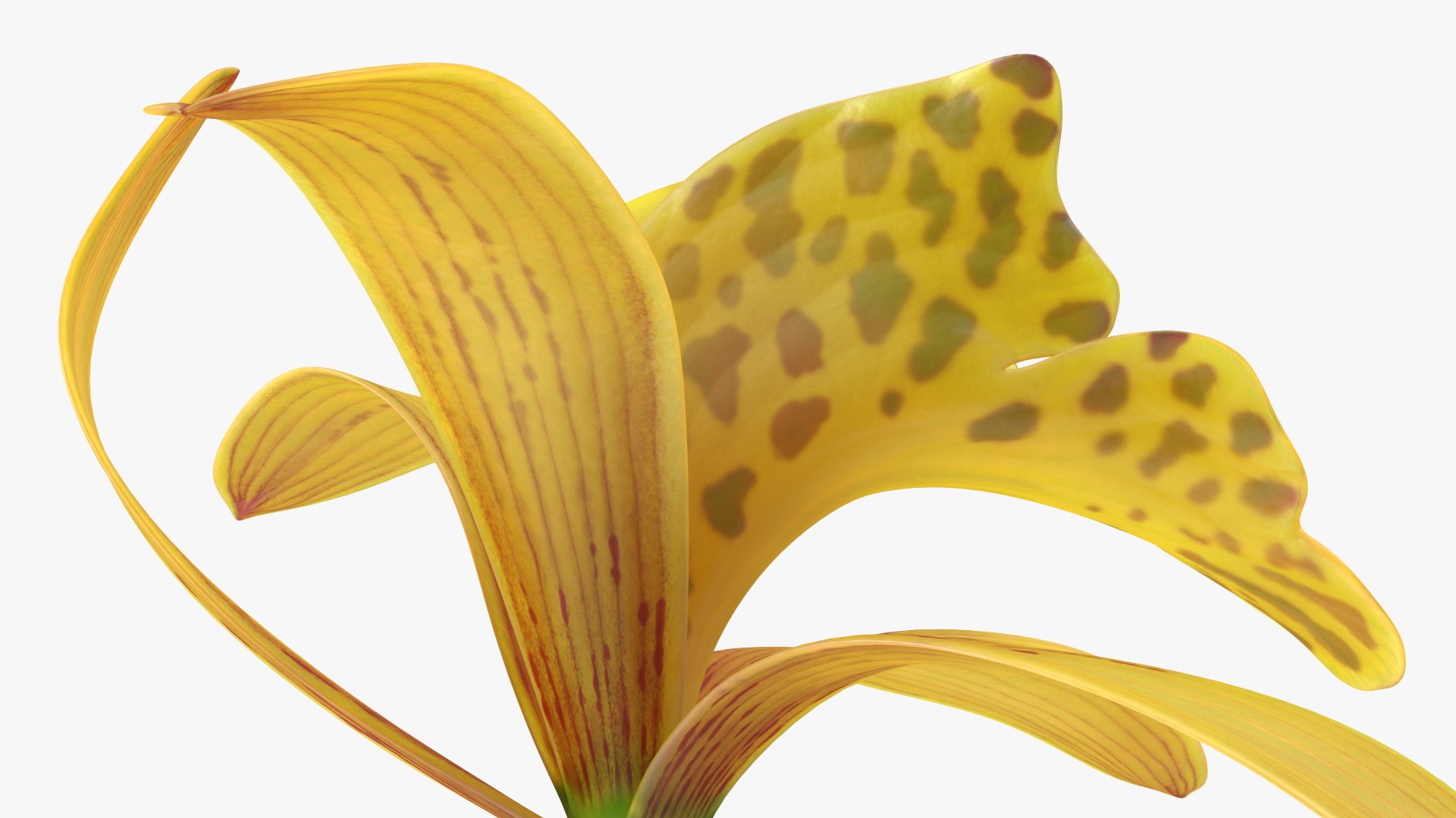3D Cymbidium Orchid Flower Yellow model https://p.turbosquid.com/ts-thumb/fz/bvs5IW/f9/cymbidiumorchidfloweryellow3dmodel011/jpg/1637774300/1920x1080/fit_q87/ab8f98fdde0a076b64444047989e98fd33773b29/cymbidiumorchidfloweryellow3dmodel011.jpg