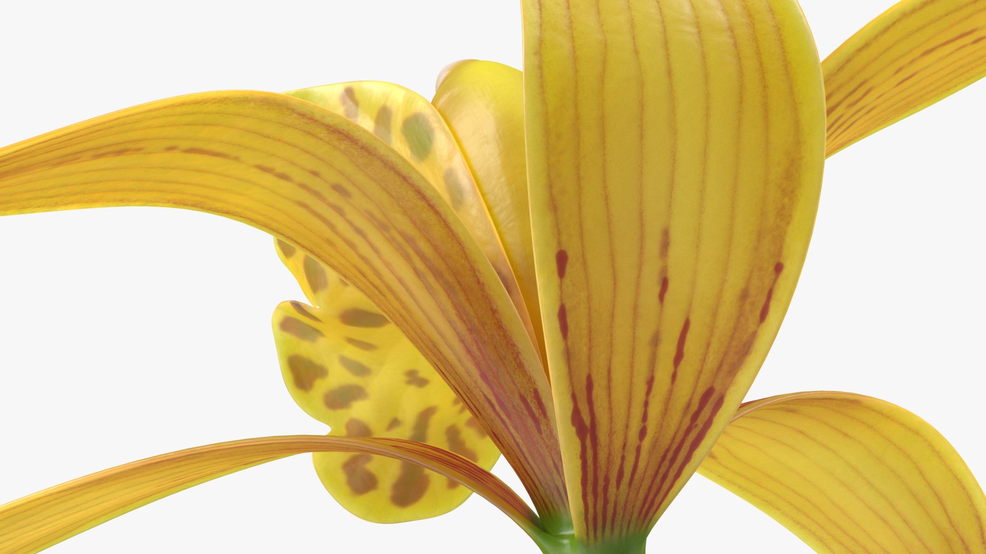 3D Cymbidium Orchid Flower Yellow model https://p.turbosquid.com/ts-thumb/fz/bvs5IW/nR/cymbidiumorchidfloweryellow3dmodel013/jpg/1637774306/1920x1080/fit_q87/f29239b7f2c810619112a14c30e3514e380d4c94/cymbidiumorchidfloweryellow3dmodel013.jpg