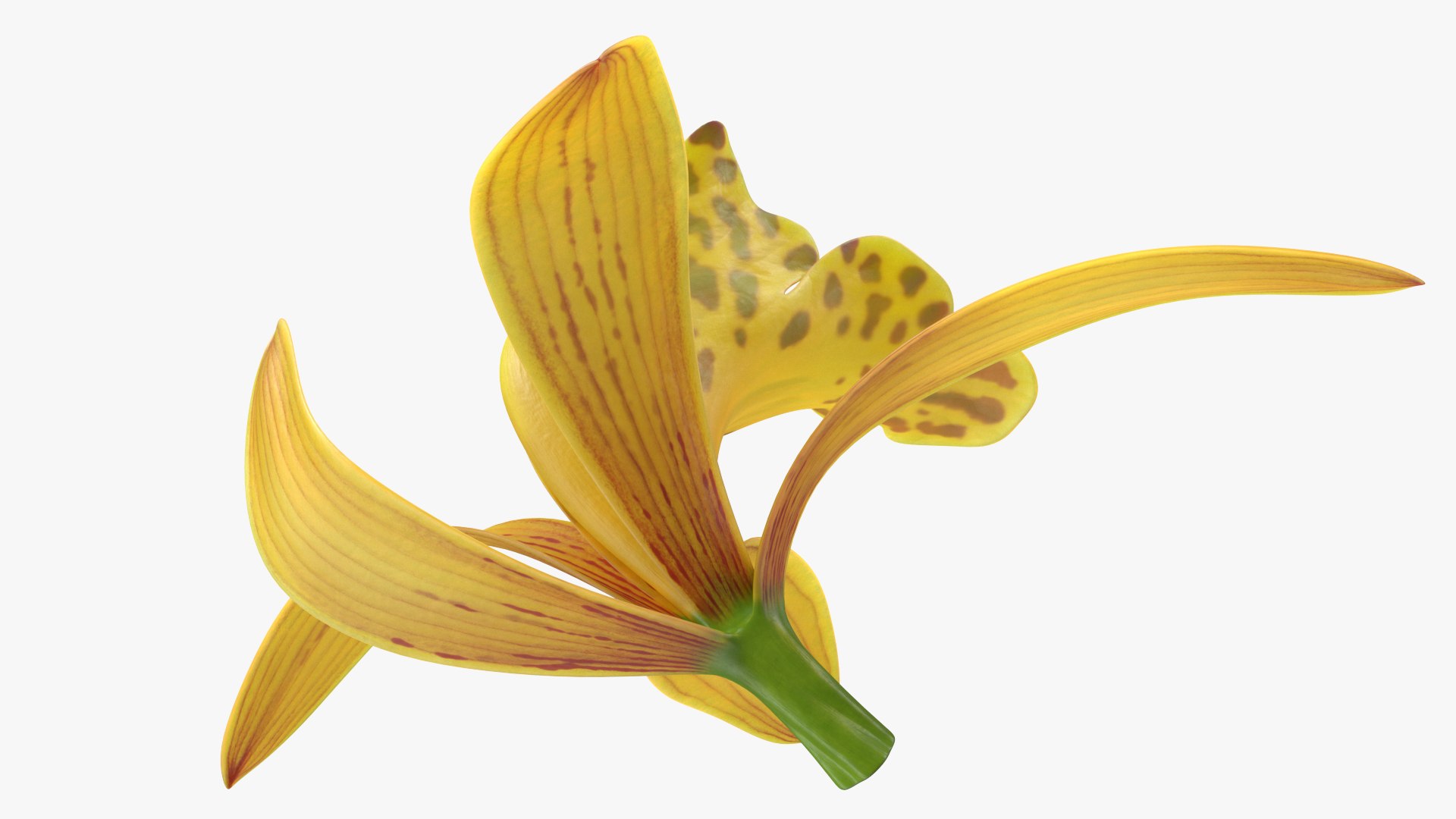 3D Cymbidium Orchid Flower Yellow model https://p.turbosquid.com/ts-thumb/fz/bvs5IW/rF/cymbidiumorchidfloweryellow3dmodel014/jpg/1637774309/1920x1080/fit_q87/79bb9ab6a603f0c1858683646675dad3c9166a59/cymbidiumorchidfloweryellow3dmodel014.jpg