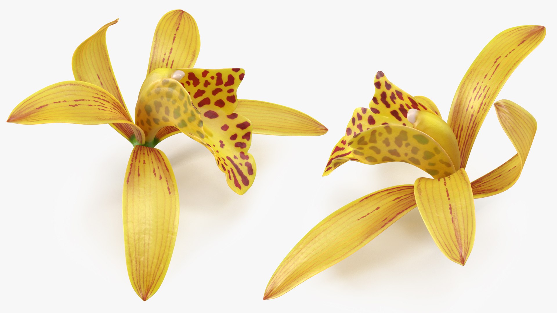 3D Cymbidium Orchid Flower Yellow model https://p.turbosquid.com/ts-thumb/fz/bvs5IW/tG/cymbidiumorchidfloweryellow3dmodel009/jpg/1637774294/1920x1080/fit_q87/4b73309c1c904dfe053aef1bec040143e9e03dd3/cymbidiumorchidfloweryellow3dmodel009.jpg
