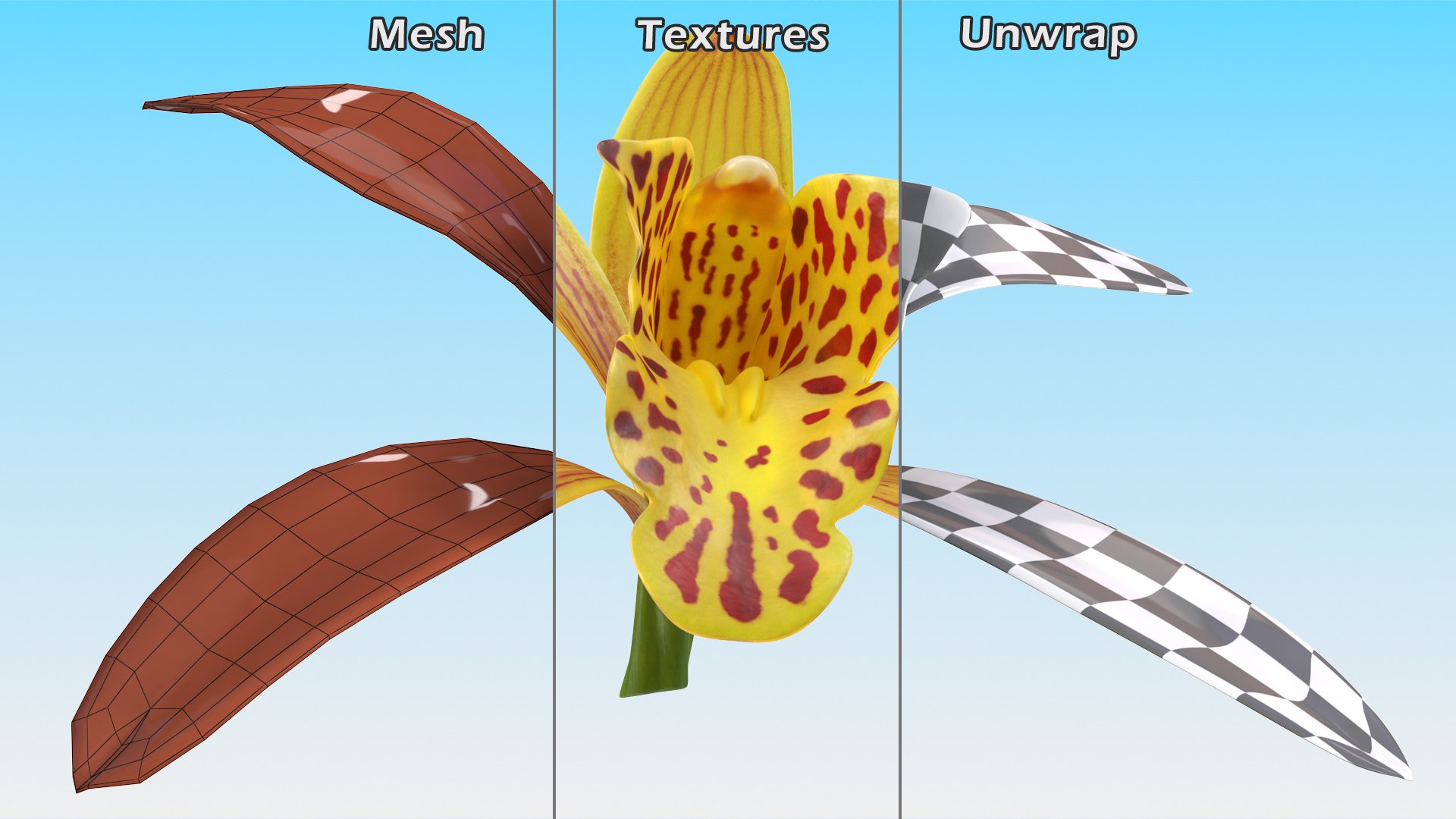 3D Cymbidium Orchid Flower Yellow model https://p.turbosquid.com/ts-thumb/fz/bvs5IW/uy/cymbidiumorchidfloweryellow3dmodel015/jpg/1637774311/1920x1080/fit_q87/0a6fb95583039b340088b00bfb67bfcd93a01869/cymbidiumorchidfloweryellow3dmodel015.jpg