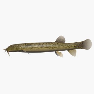 3ds loach dozyou