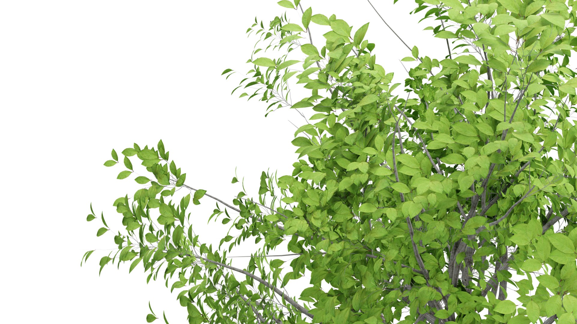 Nature Tree Model - TurboSquid 2107520