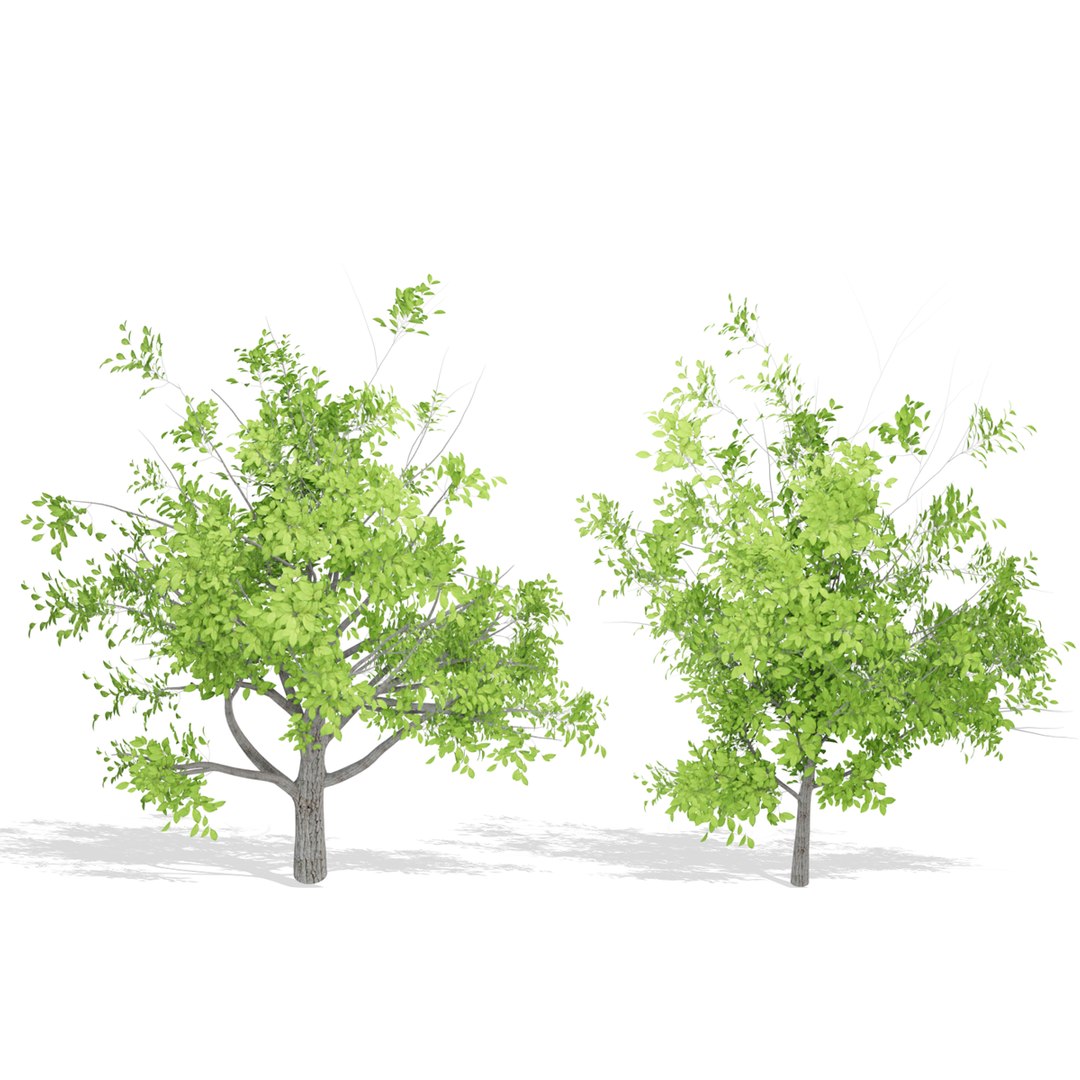Nature Tree Model - TurboSquid 2107520