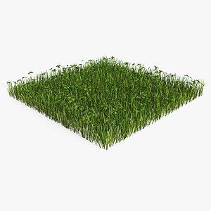 3D lawn grass clovers