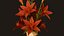 Zimmerpflanzen- und Blumen-Bundle