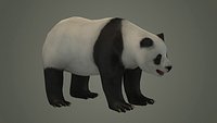 panda bear wildlife beast wild fur teddy outdoors mammal
