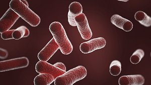 Bacillus bacteria