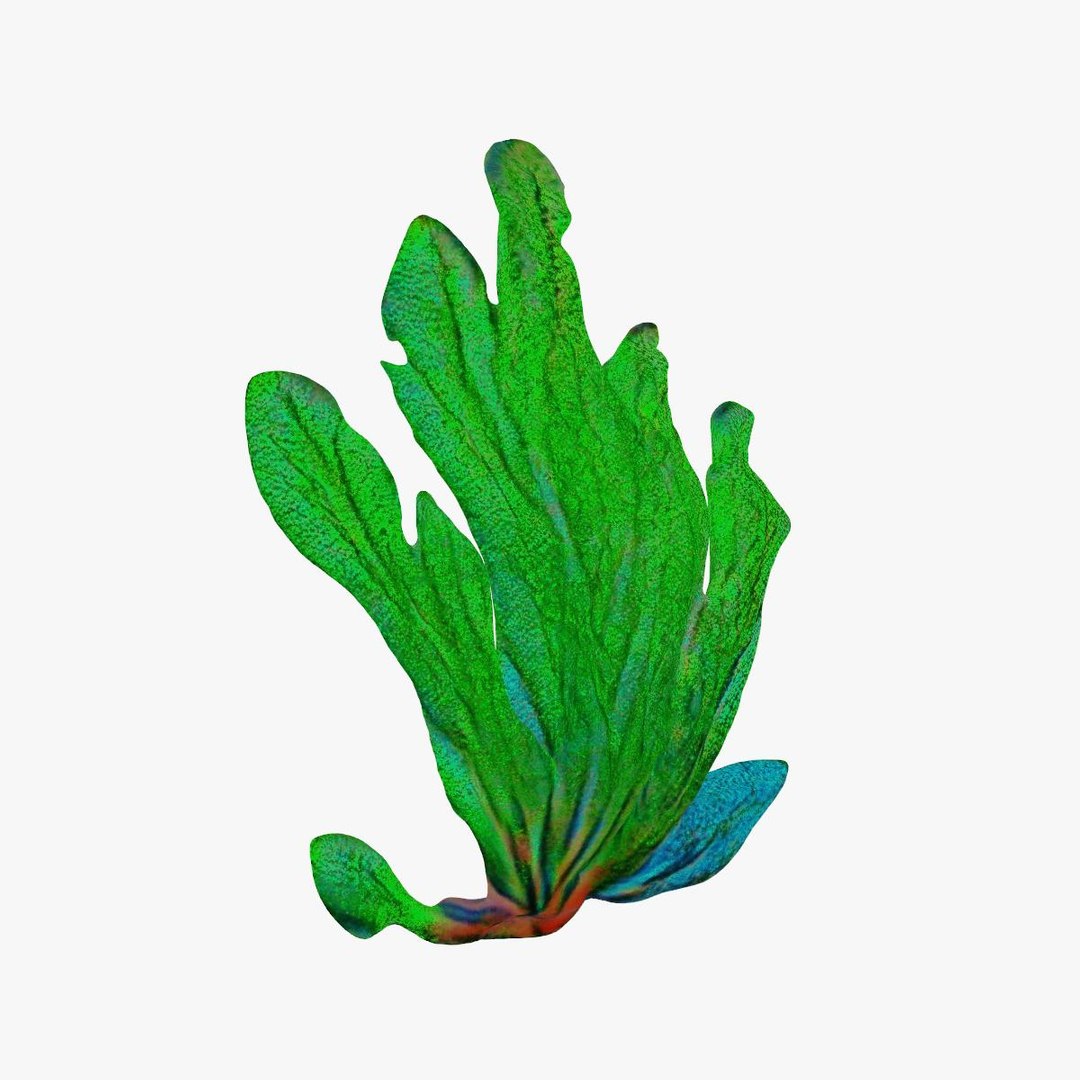 3D Seaweed Model - TurboSquid 2221429