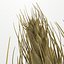 HD Wheat - spike