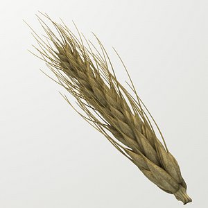 HD Wheat - spike