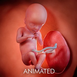 fetus week 3D model