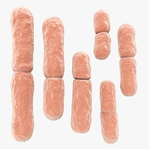 Bacillus