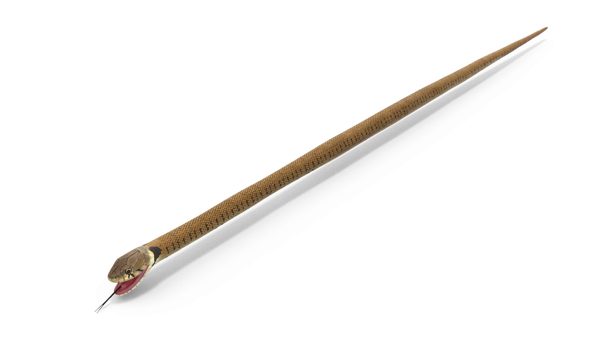 European Grass Snake Brown 3D model preview